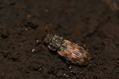 Synchita undata
