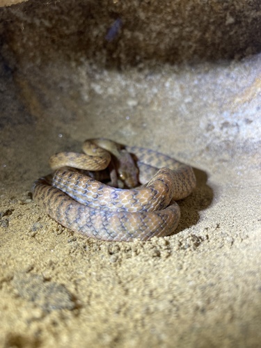 Brown Tree Snake sighting