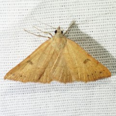 Hemeroplanis punitalis