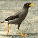 Javan Myna - Photo (c) Yu Ching Tam, some rights reserved (CC BY-NC-ND), uploaded by Yu Ching Tam