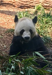 Ailuropoda melanoleuca