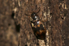 Litargus connexus