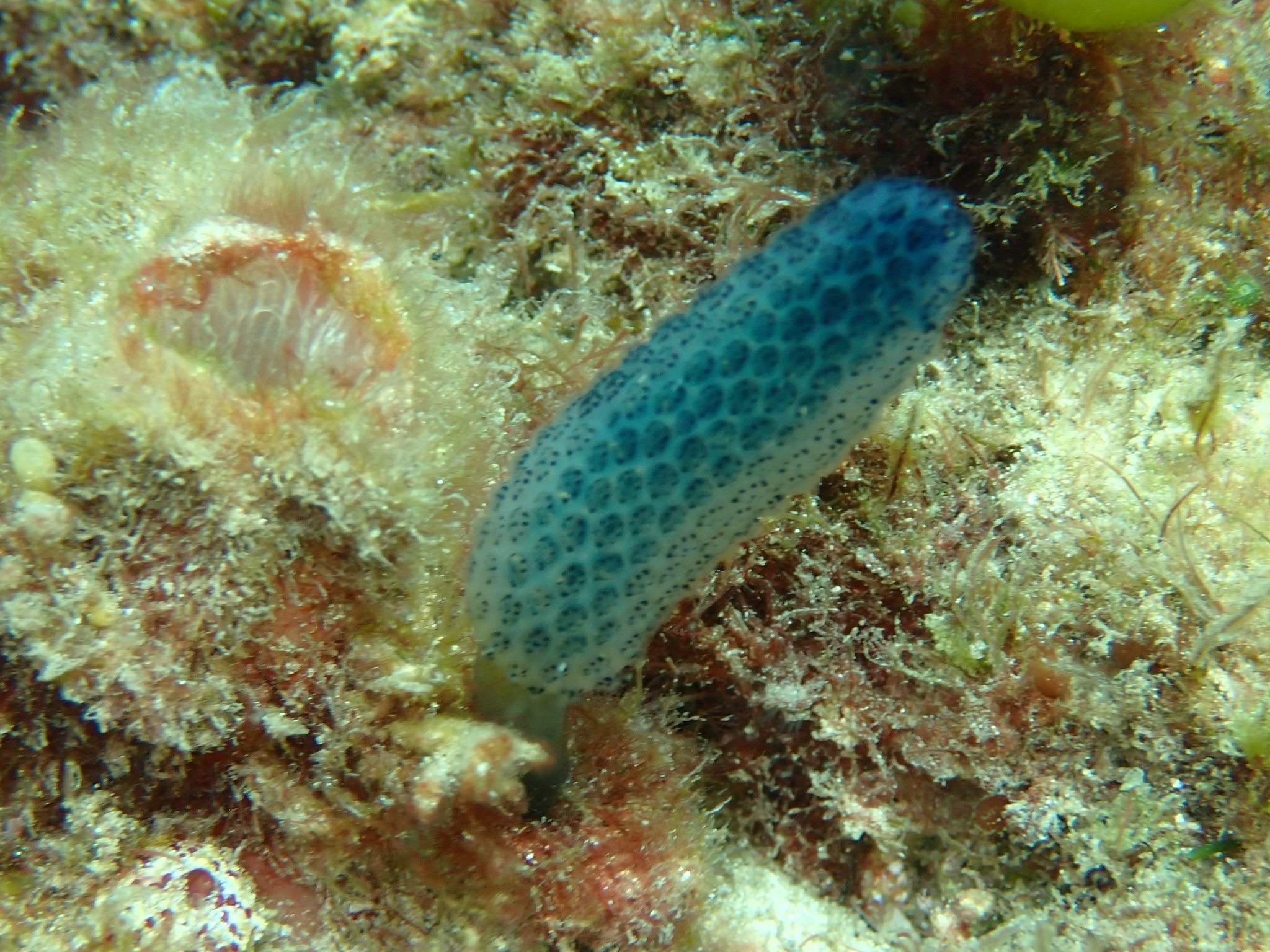 Sigillina cyanea (Herdman, 1899)