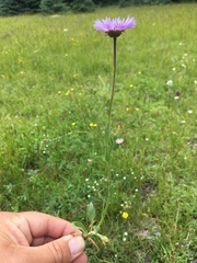 Erigeron melanocephalus