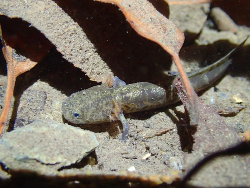 Eastern hida salamander, Hynobius fossigenus