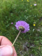 Erigeron melanocephalus