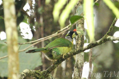 Psilopogon pyrolophus