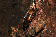 Litargus connexus
