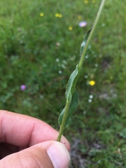Erigeron melanocephalus