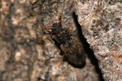 Synchita undata
