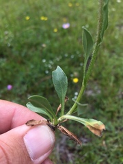 Erigeron melanocephalus