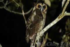 Strix leptogrammica
