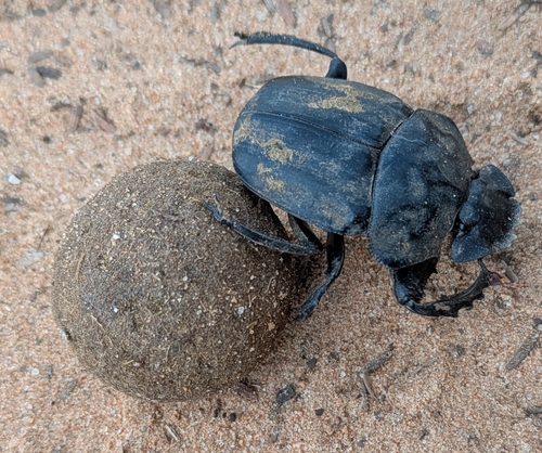 Popeye Dung Beetle