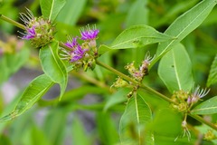 Decodon verticillatus