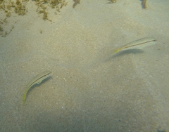 Mullus barbatus