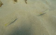 Mullus barbatus