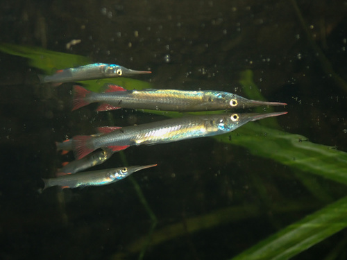 Palawan halfbeak (Dermogenys palawanensis) — Zenarchopteridae