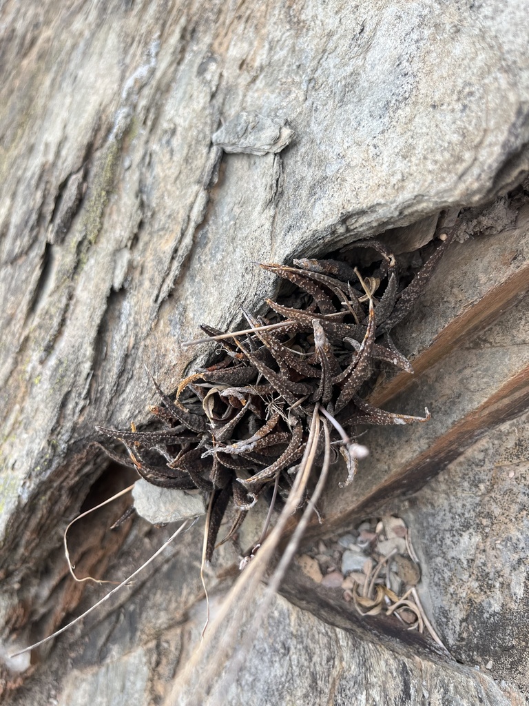 Haworthiopsis venosa