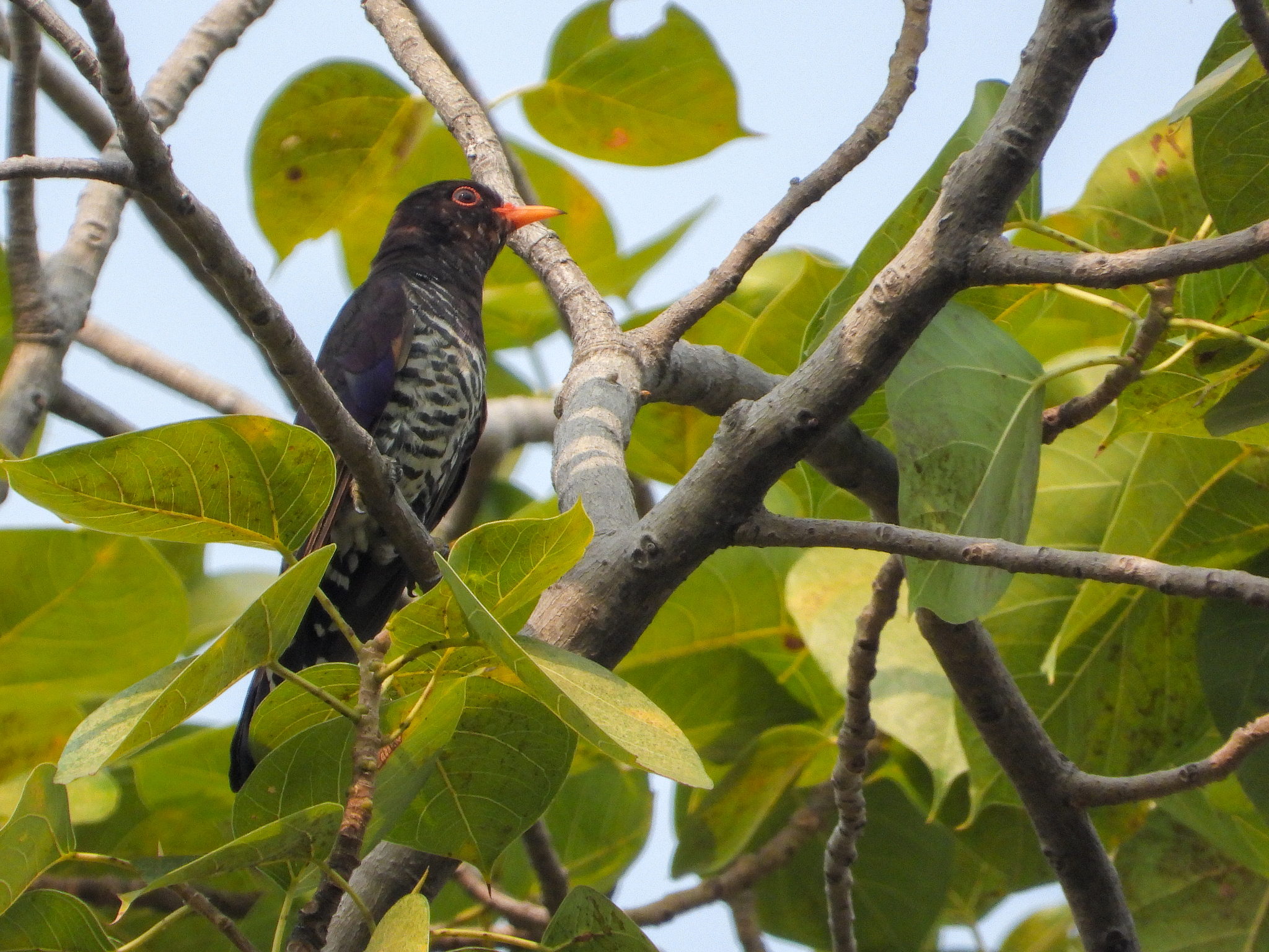 Violet Cuckoo (Chrysococcyx xanthorhynchus), photo 8