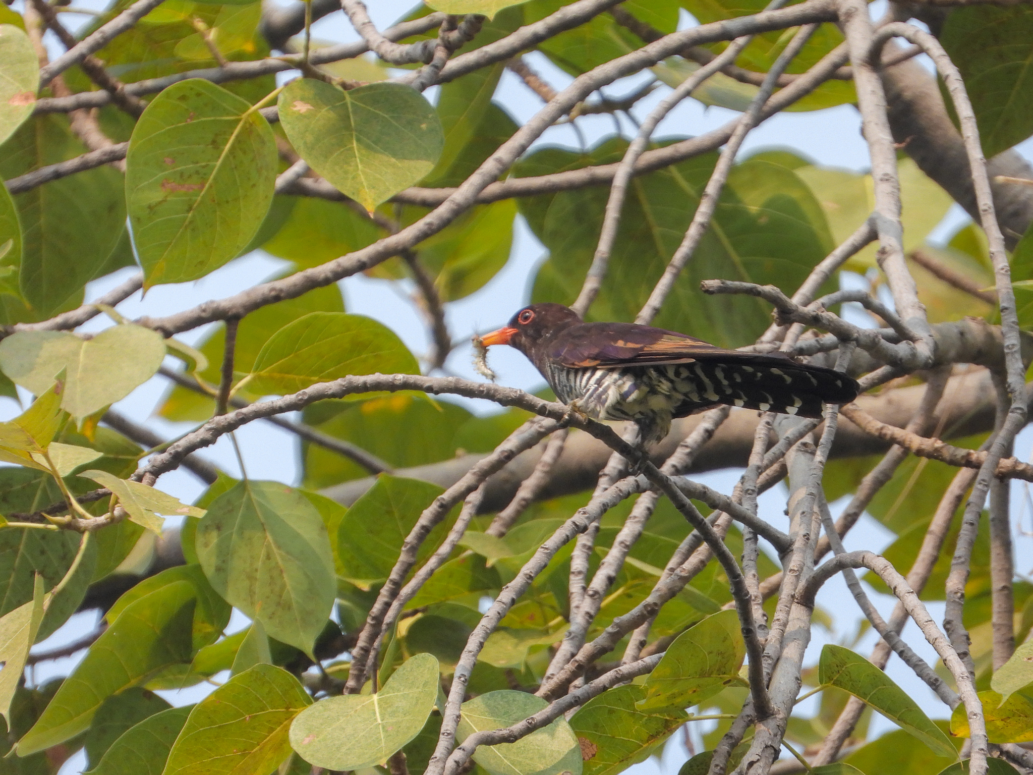 Violet Cuckoo (Chrysococcyx xanthorhynchus), photo 10