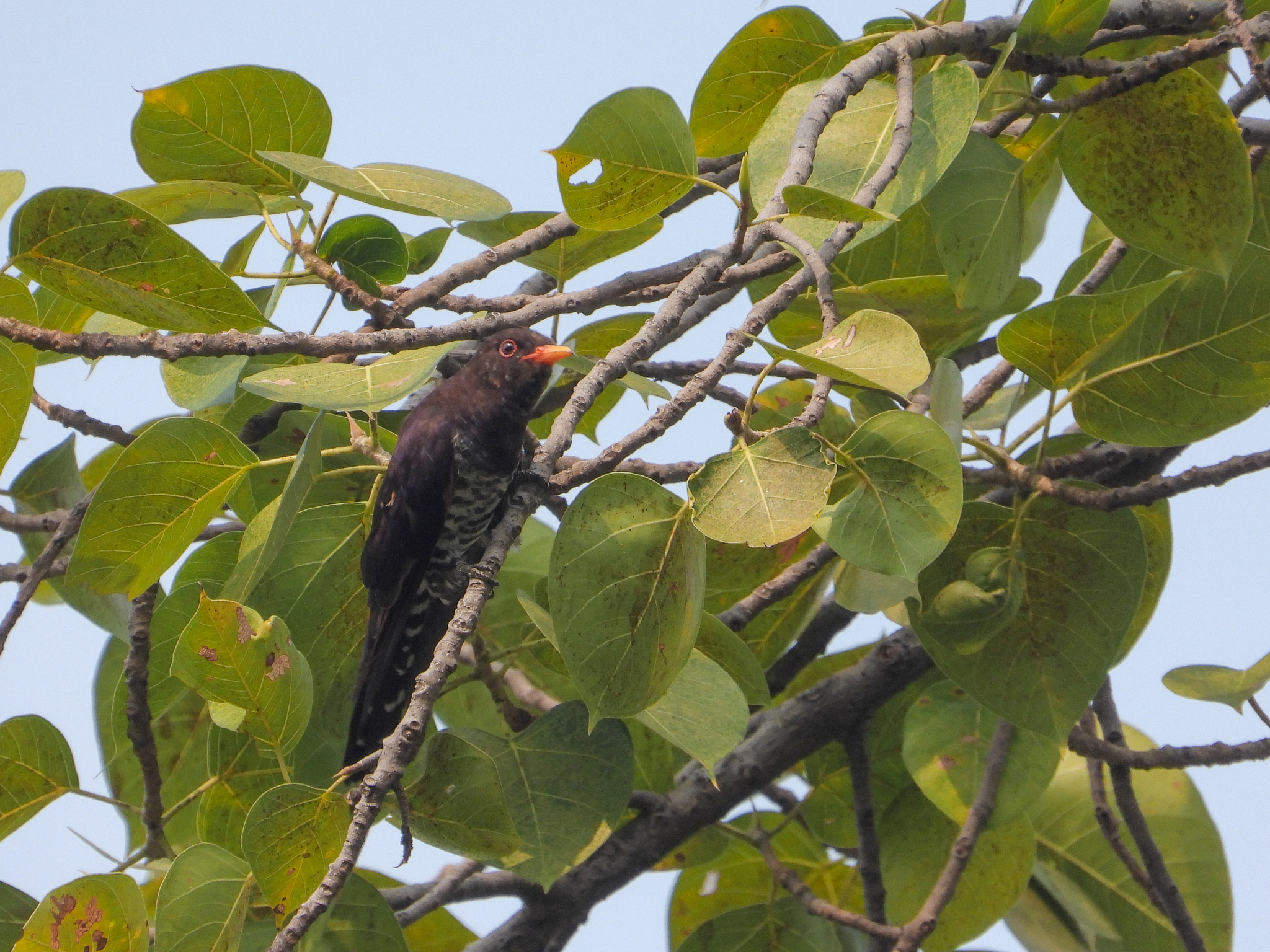 Violet Cuckoo (Chrysococcyx xanthorhynchus), photo 9