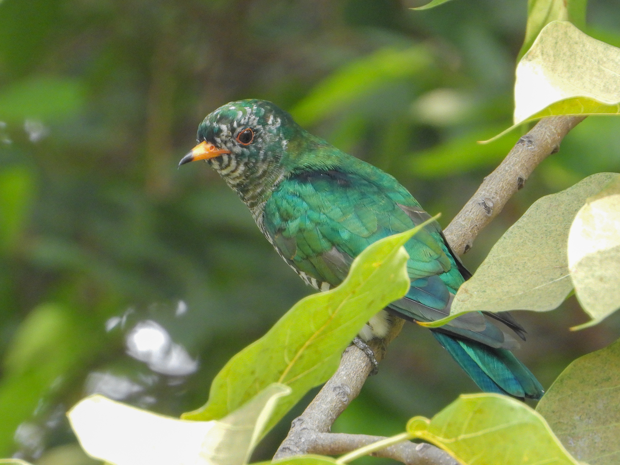 Asian Emerald Cuckoo (Chrysococcyx maculatus), photo 8