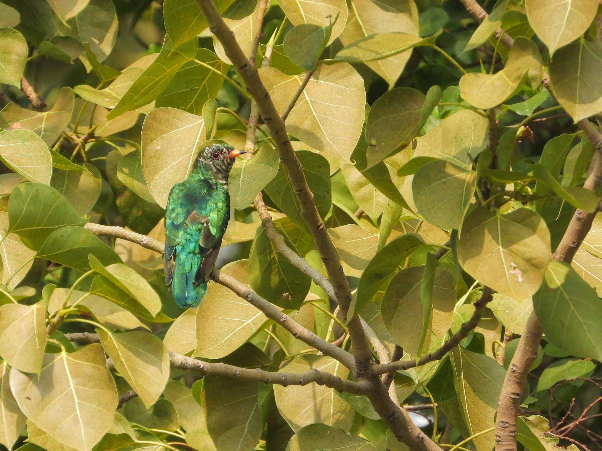 Asian Emerald Cuckoo (Chrysococcyx maculatus), photo 9