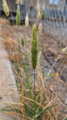 Image of Enneapogon nigricans by no rights reserved