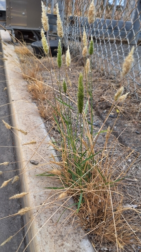 Image of Enneapogon nigricans by no rights reserved