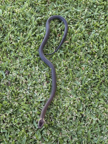 Golden-crowned Snake sighting