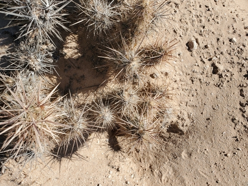 Image of Grusonia kunzei by (c) Bob Miller, some rights reserved (CC BY)