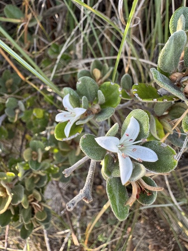 Correa alba
