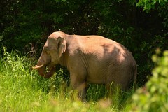 Elephas maximus