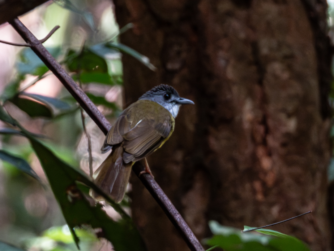Yellow-bellied Bulbul (Alophoixus phaeocephalus), photo 1