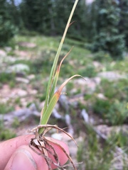 Luzula spicata