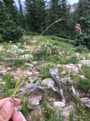 Luzula spicata