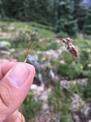 Luzula spicata