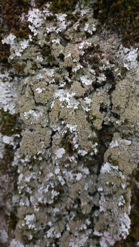 Graue Schwielenflechte
