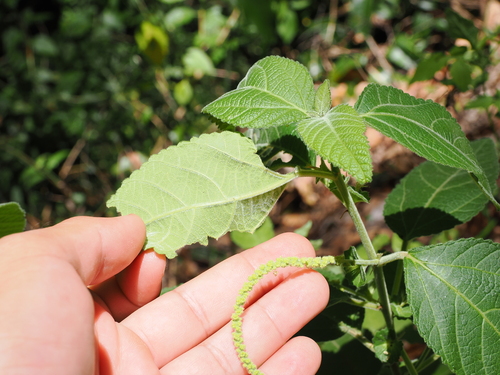 Image of Acalypha nemorum by (c) Lucas Christofides, some rights reserved (CC BY)