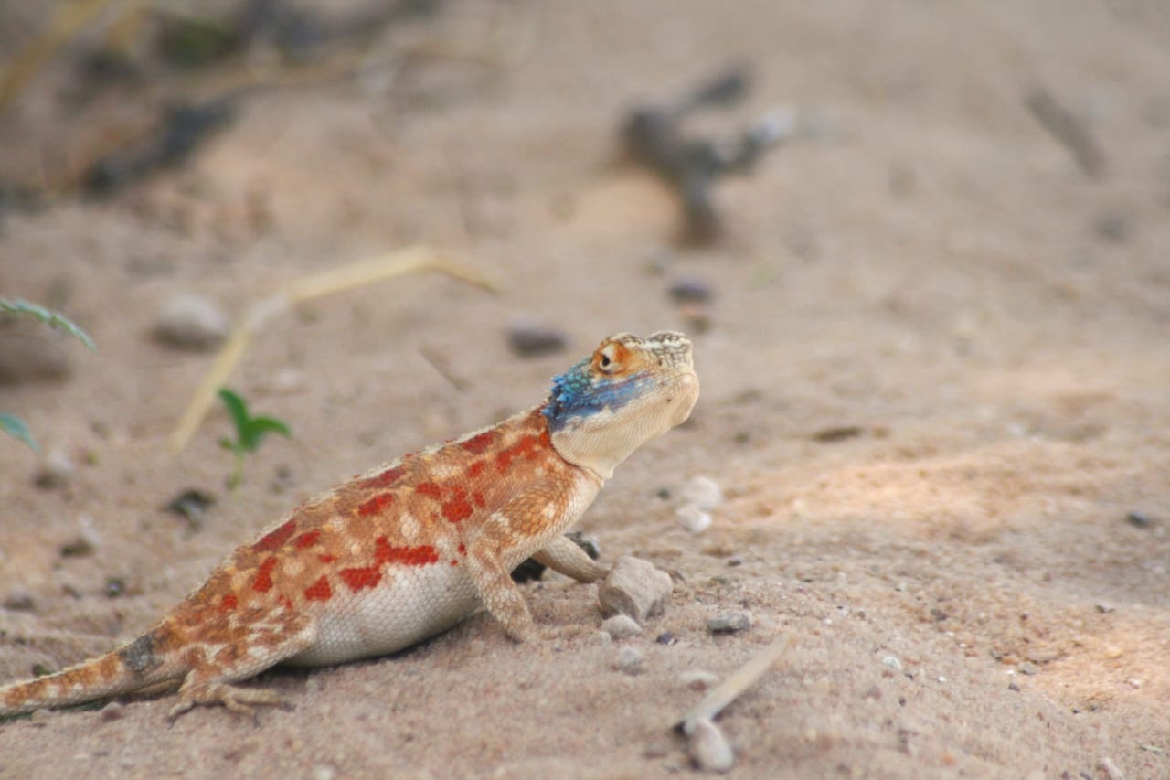 Agama aculeata aculeata Merrem, 1820