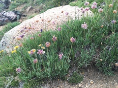 Trifolium attenuatum