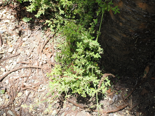Image of Nyssanthes diffusa by (c) Lucas Christofides, some rights reserved (CC BY)