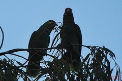 Amazona autumnalis