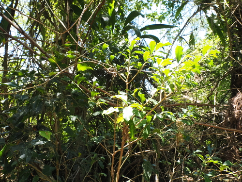 Image of Myrsine variabilis by (c) Lucas Christofides, some rights reserved (CC BY)