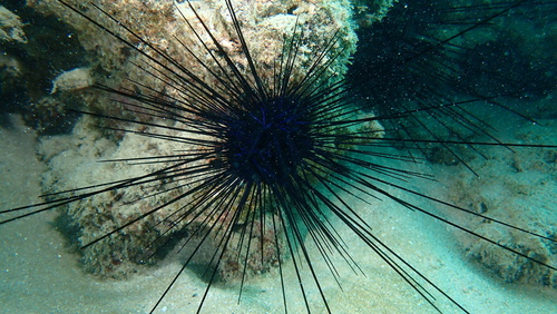 アオスジガンガゼ