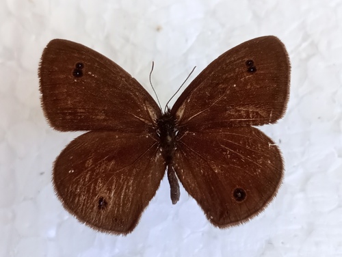 Ypthima motschulskyi