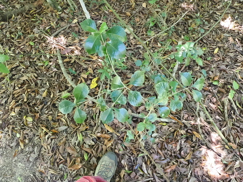 Image of Auranticarpa rhombifolia by (c) Lucas Christofides, some rights reserved (CC BY)