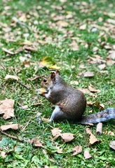 Sciurus carolinensis
