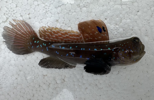 Peacock shrimpgoby (Cryptocentrus pavoninoides) — Gobiidae — 4