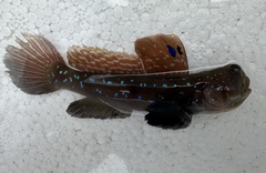 Peacock Shrimpgoby photo 4